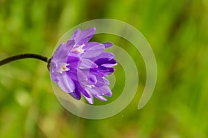 Blue dicks Dichelostemma capitatum, California