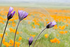 Blue dicks Dichelostemma capitatum; a California poppies field in the background, California