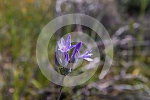 Blue dicks (Dichelostemma capitatum).