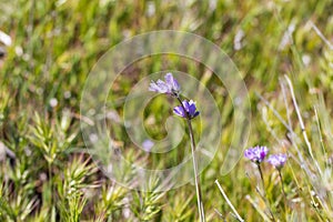 Blue dicks (Dichelostemma capitatum).