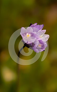 Blue dicks , Dichelostemma capitatum, in nature