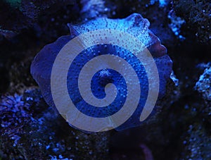 Blue discosoma Actinodiscus coral in a reef tank close up