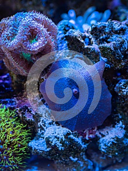 Blue discosoma Actinodiscus - soft coral coral in a reef tank