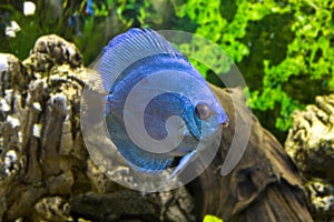Blue discus