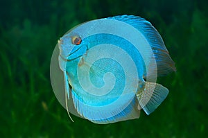 Blue Discus in aquarium