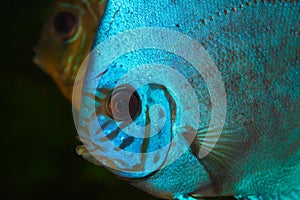 Blue Discus in Aquarium