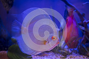 Celestial discus fish in the aquarium photo