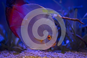 Discus fish in the aquarium swims calmly photo