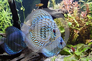Blue Discus Aquarium Fish