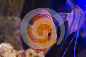 Coral discus fish in the aquarium photo