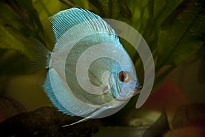 Blue Discus Fish