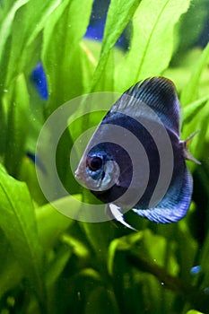 Blue discus fish