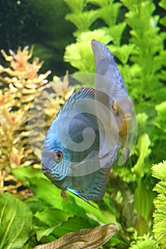 Blue Discus Fish
