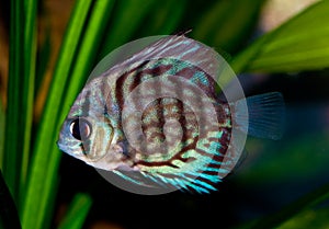 Blue Discus Fish