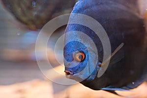 Blue discus fish in the aquarium