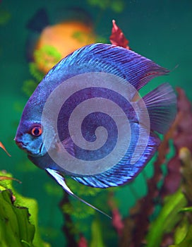 Blue discus fish in aquarium