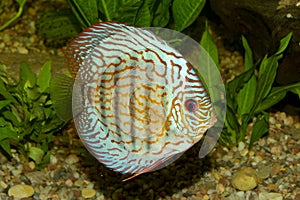 Blue discus fish