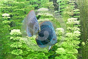 Blue Discus, pompadour fish, in freshwater aquarium. Symphysodon aequifasciatus. Amazon river.