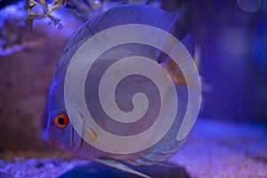 Blue discus swims in the aquarium photo