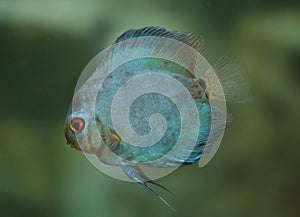 Blue discus Symphysodon aequifasciatus