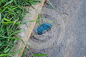 Blue disposable mask thrown on the street next to plants making dirt in curb