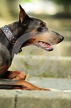 Blue doberman pincher