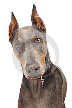 Blue Doberman Pinscher Dog Closeup