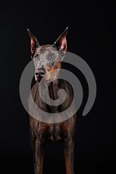 Blue dobermann studio photography