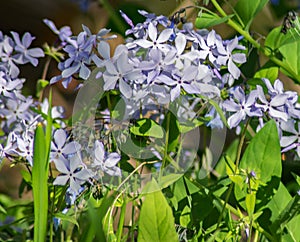 Blue Dogbane, Amsonia tabernaemobtana