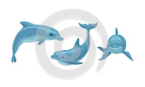 Blue Dolphin as Aquatic Mammal with Streamlined Body and Flippers Vector Set