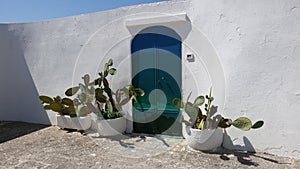 Blue door and plant