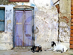 Goats sitting in front of door entrance, Rajshahi, Bangladesh photo