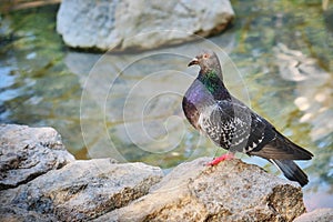 A blue dove with a feather stands on a stone in the Park. Male pigeon on the rocks near the ocean, close-up