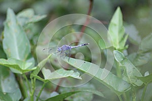 Blue dragon fly