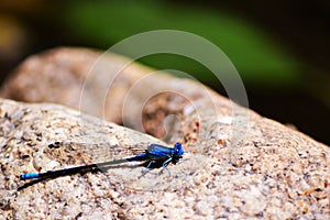 Blue Dragon Fly