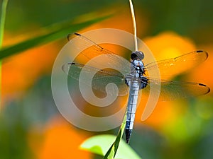 Blue dragon fly - Common skimmer