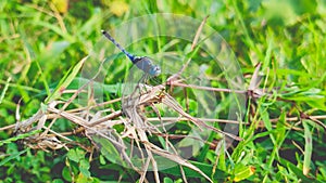 blue dragon fly on dry grass