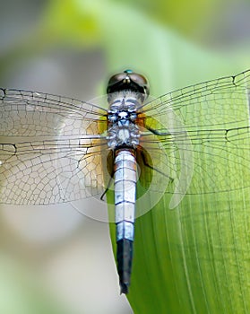 Blue Dragon fly on the grass