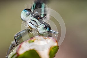 A blue dragon fly on grass in summer season