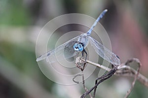 Blue dragon fly