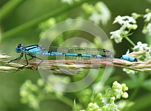 Blue dragon fly is laying