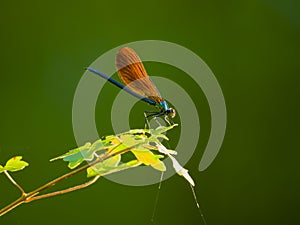 A blue dragon fly on a leaf