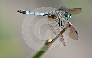 Blue Dragon Fly resting