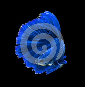 Blue dragon siamese fighting fish, betta fish isolated on black