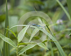 Blue dragonflies in the bushes.