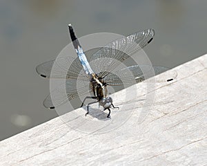 Blue dragonfly