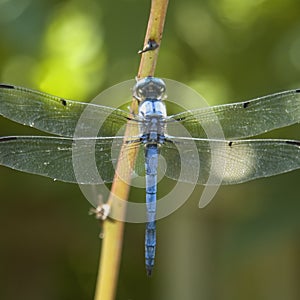 Blue Dragonfly