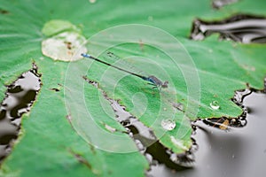 Blue dragonfly