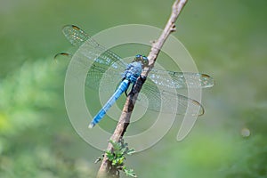 Blue Dragonfly