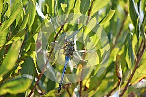 Blue Dragonfly